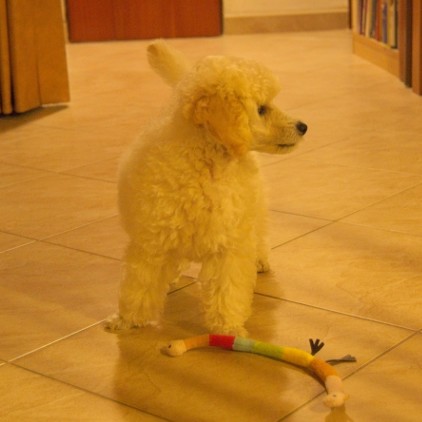 Dnes ráno jsem byl na očkování. Moc se mi to nelíbilo, ale nakonec jsem všechno zvládl se ctí.