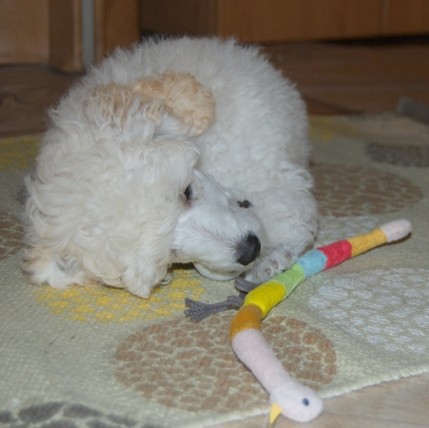 Za odměnu jsem dostal hračku, kterou jsem si sám vybral.