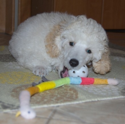 Vážím 2200 g a naše paní doktorka byla ze mne  nadšená a obdivoval moji nádhernou srst.